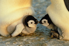 20070611035535-penguin-kiss.jpg