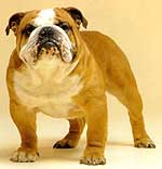 20070612212252-bulldog-ingles-02.jpg